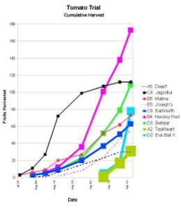 Landrace Gardening: Promiscuously Pollinated Tomatoes Image